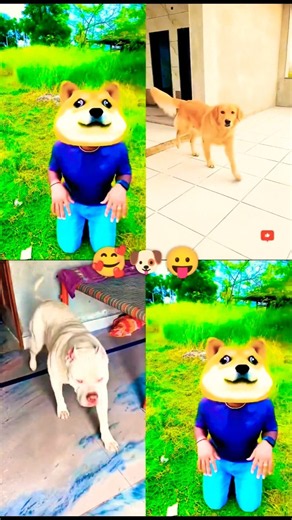 Puppy or puppy k papa 🥰🐶🤩#shorts #viralshort #youtubeshorts