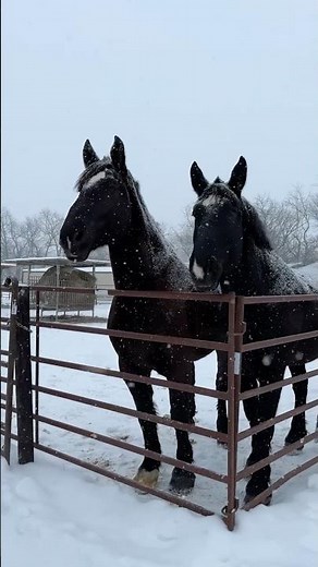 Horse Snorts and Yawns During a Snowfall