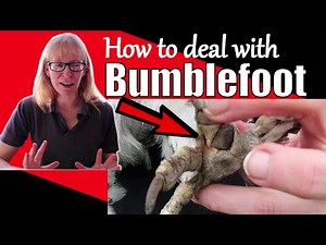 What to do about Bumblefoot / Chicken problems!