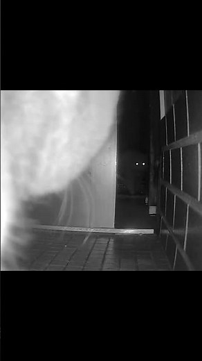 今日の盗っ人猫 R7 1/26 #野良猫 #毎日我が家に来る野良猫