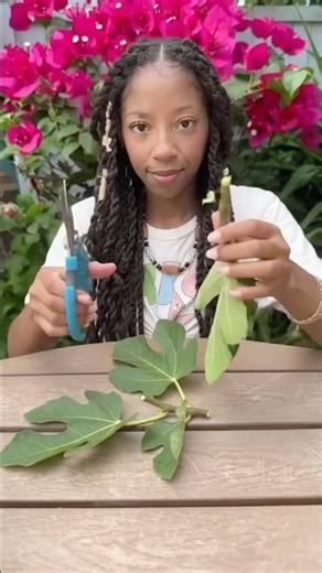 🌿 How to Grow a Fig Tree in Your Backyard 🍈