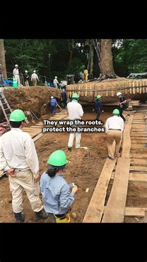 In Japan, Trees Aren’t Removed; They’re Transplanted Like Living Monuments. #japan #trees #nature
