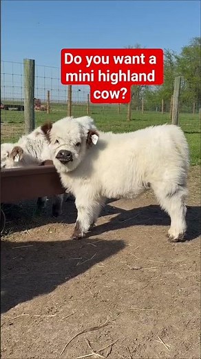 Micro Miniature Highland Cattle California | MINI HIGHLAND COW #minicows