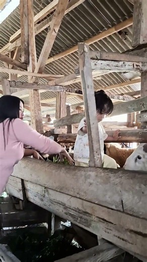 Peaceful Morning Feeding Goats with My Little Helper 🐐
