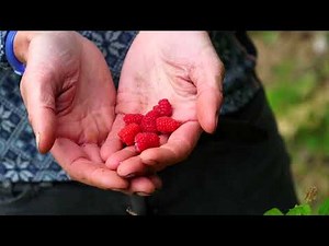 Growing Raspberries — In the Alaska Garden with Heidi Rader