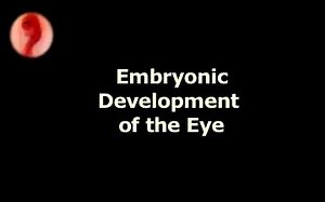 Eye development - 眼的胚胎发育过程