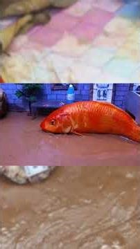 stop motion animation, kids animation video.