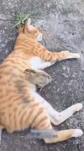 2.6M views · 36K reactions | 藍藍藍 | AMMA APPA | Facebook