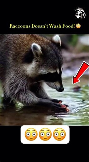 Raccoons Don't Wash Food! 😳🦝 #shorts