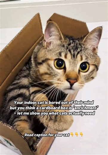 Your cat sleeps 16 hours a day. When they’re awake, they stare out the window, knock things off counters, and meow at you like they’re bored out of their minds. Because they ARE. Indoor cats need mental stimulation. Their wild cousins spend hours hunting, climbing, exploring. Your cat gets... a cardboard box and a feather wand twice a week. That’s not enrichment. That’s survival. What cats actually need: Vertical space- Cat trees, wall shelves, high perches. Cats feel safer when they can survey 