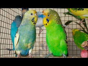 9 hr Budgies Singing, Playing, and Talking: Adorable Parakeet Sounds for Relaxation & Entertainment