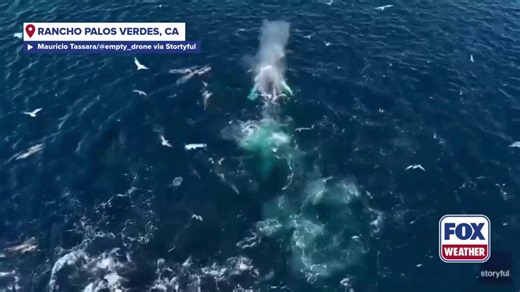 Drone captures humpback whales feeding off California coast