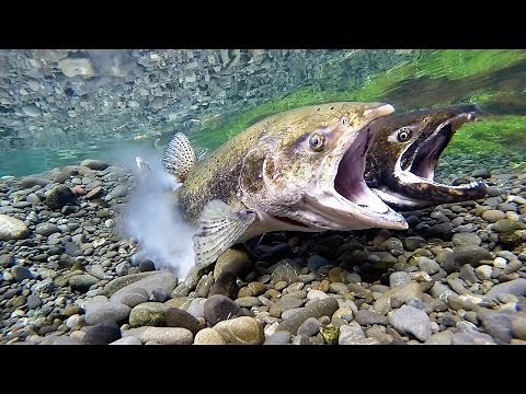 Chinook Salmon Spawning Act3 May 2016