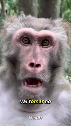 Esse foi o dia mais caótico desses macacos 😂🔥 #macacos #funny #viral #memes #shorts #viralvideo