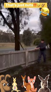 A kangaroo has managed to get its balls trapped on a wooden fence. How’d it mange that! 🦘 #kangaroo #kangarooisland #KANGAROOCOURT #kangaroos #roos #nuts #nuts_about_nature #balls #bollocks #funnyvideo #funnymemes #funnymoments #funnyreels #funnypost #funny #wtf #wow #lol | Jonathan N Kelly