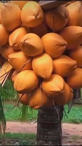 Coco Enano Amarillo Malayo.” | Agronomía en el campo TV
