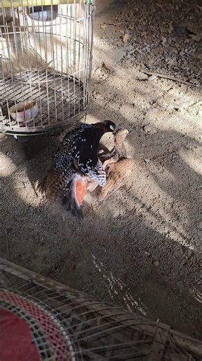 Black partridge Breeder pair ready for First Clutch || #birds #wildlife #birdtrends