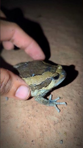 Frogs leave laughing | Frog catch fly | Touch frogs jumping for fun | Tep longheng funny