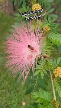 Beautiful Puff tree flowers!! (Calliandra surinamensis, 칼리안드라) #nature #naturelove #tree #blooming