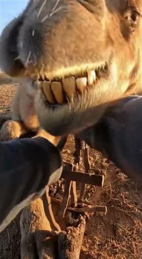 Hands Prying Clamp in a Tight Muddy Pen Corner