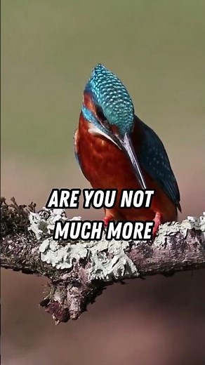 Look at The Birds - Matthew 6 26 #shorts I Bible Verse about Birds I DON'T WORRY