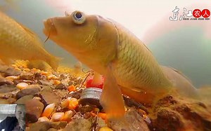 为啥鲤鱼难钓，水下高清实拍带你看鲤鱼吃食特点，还有这样吃的