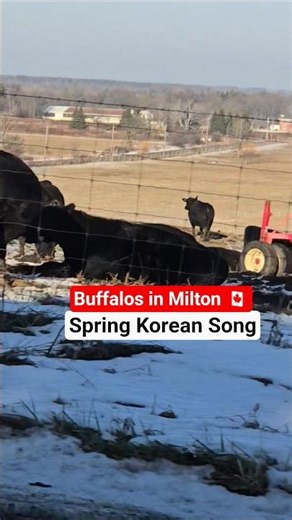 Peaceful Buffalos on Roadside | Animal Rescue Awareness Short