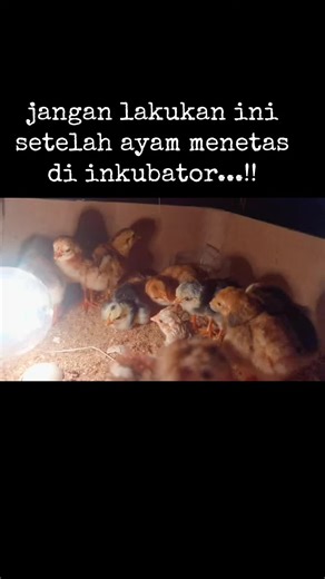 anak ayam menetas #ternak #telurayam #ayamkampung #ternakayam #ayammenetas #menetas #anakayam #inkubator #pakanayam