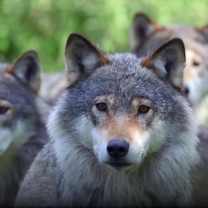 The barbaric slaughtering of Wyoming's gray wolves is an appalling example of failed state wildlife management. Wyoming state law allows hunters to use snowmobiles to chase down wolves until they collapse from exhaustion -- and then to run them over until they’re dead. They can use poison, snares and even gasoline poured into a wolf den with pups to slaughter gray wolves. It’s horrific. This is what happens when states manage imperiled wolves. Sign the petition right now and demand stronger fede