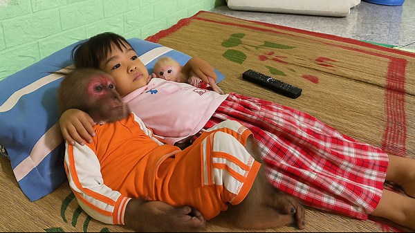 Cutis, Cute Baby Monkey & Family Share Joyful Breakfast Moments