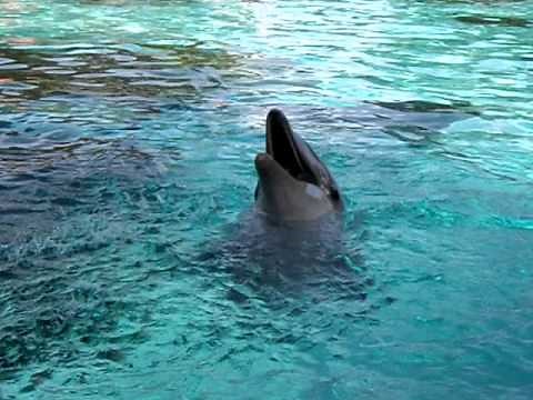 dolphin making noises