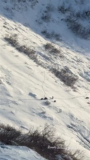 Pack of 11 black wolfs in Alaska #wolf #wolves #alaska #wild #wildlife