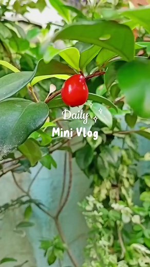 Australian Beach Cherry♥️ #fruits #cherry #adsonreels #fyp #australianbeachcherry #gardening #growyourownfood #fbreels #reels #everyone | Hardinera