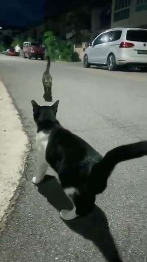 Cats expressing Love by making Heart with their Tails😽 Love is in the air💕💕