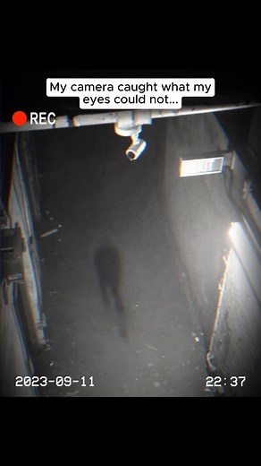 264K views · 1.1K reactions | Our back alley camera picked up...