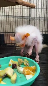 15 reactions | Animals Videos on Reels | Facebook