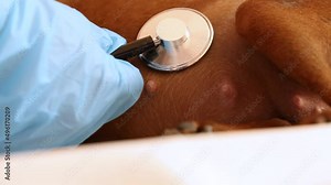 Examination by a veterinarian of a pet. The doctor uses a stethoscope