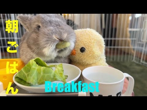 2026/1/20(火)うさぎ朝食生配信🐰🌱rabbit breakfast live stream コメントの時系列をクリックしてね❣️plz click comment!