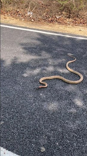 कितना बड़ा 🐍साप है रोड को पार करता हुआ 🐍🙏😱