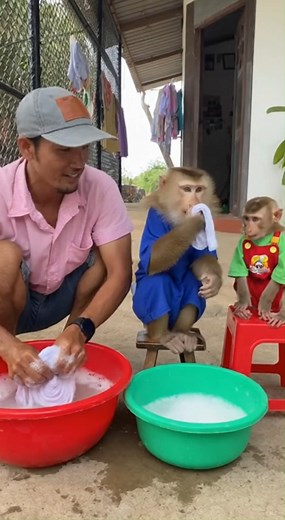 It's really cool, this monkey is really smart, helping to wash its owner's clothes. | US Monkey Gorilla