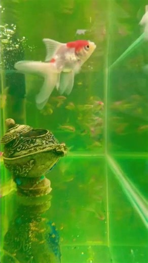 Red Cap Gold #Shortfeed #ytshorts #fish #aquariumlife #fishtank #aquarium #aquariumfish