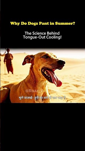 Why Do Dogs Pant in Summer? The Science of Tongue Cooling #DogPanting #AnimalScience
