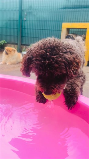 14 reactions | You’ve heard of apple bobbing but have you heard of...