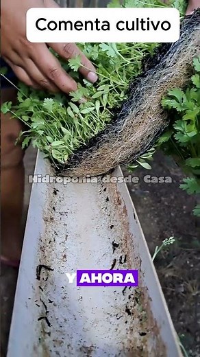 🌱 Learn Hydroponics from Scratch to Production Level 💧