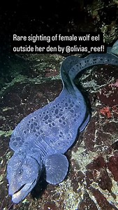 We love their love ❤️ This wolf eel was seen outside her den for just a second or two before she swam back to her partner. Wolf eels typically mate for life and also share the responsibility of protecting their eggs and defending their home. Wolf eels—one more reason to support the Great Bear Sea Marine Protected Area (MPA) Network. Hit the sign-up button now to show your support. Also, give @olivias_reef on Instagram a follow to check out her amazing footage of BC’s underwater life. #wolfeels #