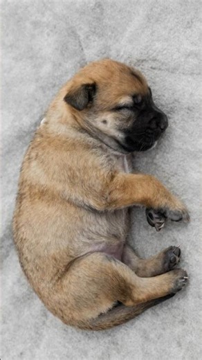 Belgian Malinois Transformation: Puppy to Elite K9 🐾🔥