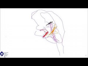 Basic Coronary Angiography || by Dr Ahmed Abdelhaleem