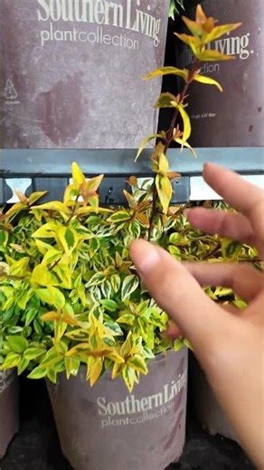Kaleidoscope Abelia is packed up and ready for its glow-up era! 🌈