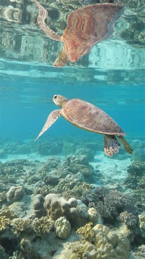 Ocean Safari on Instagram: "Whatever the weather - rain or shine - life on the Great Barrier Reef goes on! Cape Tribulation and Tropical North Queensland are open for business, and operating our usual tours. If you're looking to experience the wonders of the Great Barrier Reef, and the Daintree Rainforest in it's green-season prime - you know what to do! COme and say g'day, and get back to nature! 💚 #oceansafari #capetribulation #daintree"