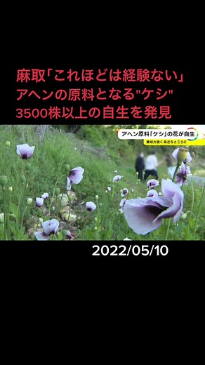 麻薬の一種・#アヘン の原料となる「#ケシ 」が4月、3500株以上自生しているのが見つかりました。見つかった品種は愛知県にゆかりがあるとされています。#アツミゲシ #麻取 #違法薬物 #愛知 #渥美半島 #ニュースONE #Tiktokでニュース #5月10日